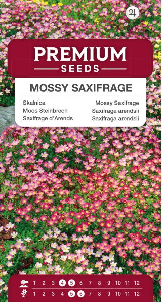 Skalnica – kobierzec różnobarwnych kwiatów - 2000 nasion