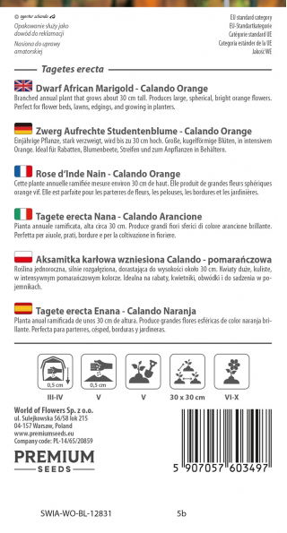 Aksamitka wzniesiona karłowa Calando - pomarańczowa