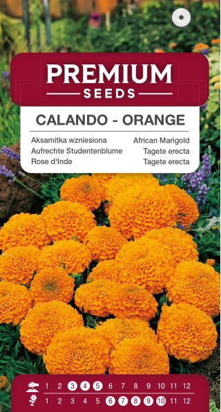 Aksamitka wzniesiona karłowa Calando - pomarańczowa