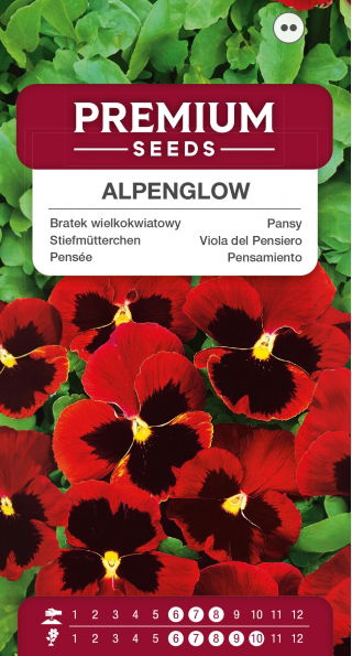 Bratek wielkokwiatowy - czerwony z czarną plamą - 400 nasion