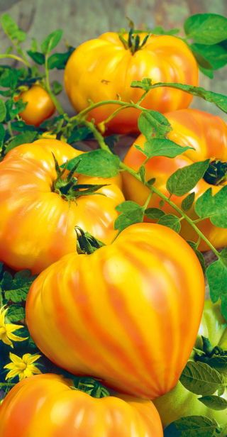 Pomidor Gourmansun F1 - tunelowy, żółto-czerwony, słodki, typ ananasowy - 10 nasion