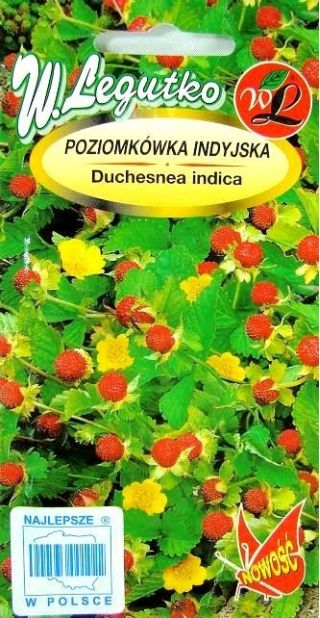 Poziomkówka indyjska, suszotka indyjska - 250 nasion