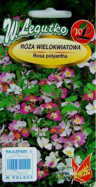 Róża wielokwiatowa