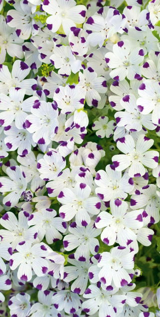 Porcelanka plamista (Nemophila maculata) - 200 nasion