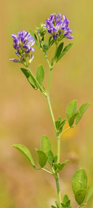 Lucerna siewna Ludelis - 1 kg