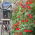 Wilec pierzasty - 20 nasion
