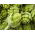 Karczoch Green Globe - 23 nasion