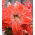 Hippeastrum, amarylis, zwartnica - Lady Jane - 1 cebula