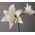 Hippeastrum, Amarylis, Zwartnica - Jewel - 1 cebula