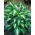 Hosta - Funkia Mediovariegata - 1 kłącze