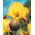 Kosaciec, Irys - Purple and Yellow - 1 kłącze