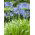 Agapanthus Blue - Agapant niebieski - 1 kłącze