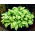 Funkia - Hosta Albopicta - 1 kłącze