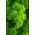 Pietruszka naciowa - Moss Curled 2 - 1200 nasion