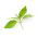 Bazylia cytrynowa - 325 nasion