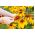 Rudbekia dwubarwna - 1500 nasion