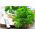 Pietruszka naciowa - Moss Curled 2 - 1200 nasion