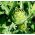 Karczoch Green Globe - 23 nasion