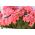 Pelargonia rabatowa łososiowa - 10 nasion
