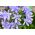 Agapanthus Blue - Agapant niebieski - 1 kłącze