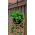 Truskawka Temptation - 60 nasion