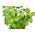 Bazylia cytrynowa - 325 nasion