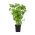 Bazylia cytrynowa - 325 nasion