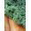Jarmuż zielony Dwarf Green Curled - 300 nasion
