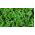 Jarmuż zielony Dwarf Green Curled - 300 nasion