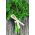 Pietruszka naciowa - Moss Curled 2 - 1200 nasion