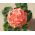 Pelargonia rabatowa łososiowa - 10 nasion