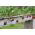 Truskawka Temptation - 60 nasion