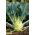 Kalarepa gigant - 520 nasion