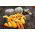 Dynia ozdobna Yellow Crookneck - 15 nasion