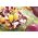 Cykoria sałatowa radicchio Palla Rossa 3 - 360 nasion