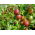 Agrest czerwony Hinnonmaki Red
