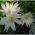Powojnik - Clematis - Albina Plena – sadzonka 60-70 cm
