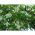 Powojnik - Clematis - Albina Plena – sadzonka 60-70 cm