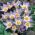 Krokus Tricolor - 10 cebulek