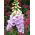 Naparstnica purpurowa - 1000 nasion