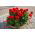 Pelargonia czerwona - 10 nasion