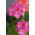 Pelargonia różowa - 11 nasion