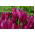 Tulipan Burgundy - 5 cebulek