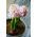 Hiacynt China Pink - op. 3 szt.