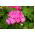Pelargonia różowa - 11 nasion