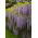 Wisteria niebiesko-fioletowa - Glicynia chińska - sadzonka