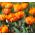 Tulipan Orange Princess - 5 cebulek