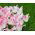 Tulipan Holland Chic - 5 cebulek