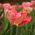 Tulipan Salmon Parrot - 5 szt.