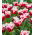 Tulipan Canasta - 5 cebulek